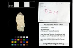 Foto (Objekt + Etikett) von Decapoda indet.  (NHMW-GEO-2014-0194-0711)